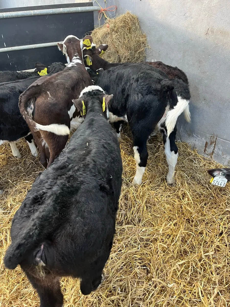 6 WEEK OLD CALVES - Image 3
