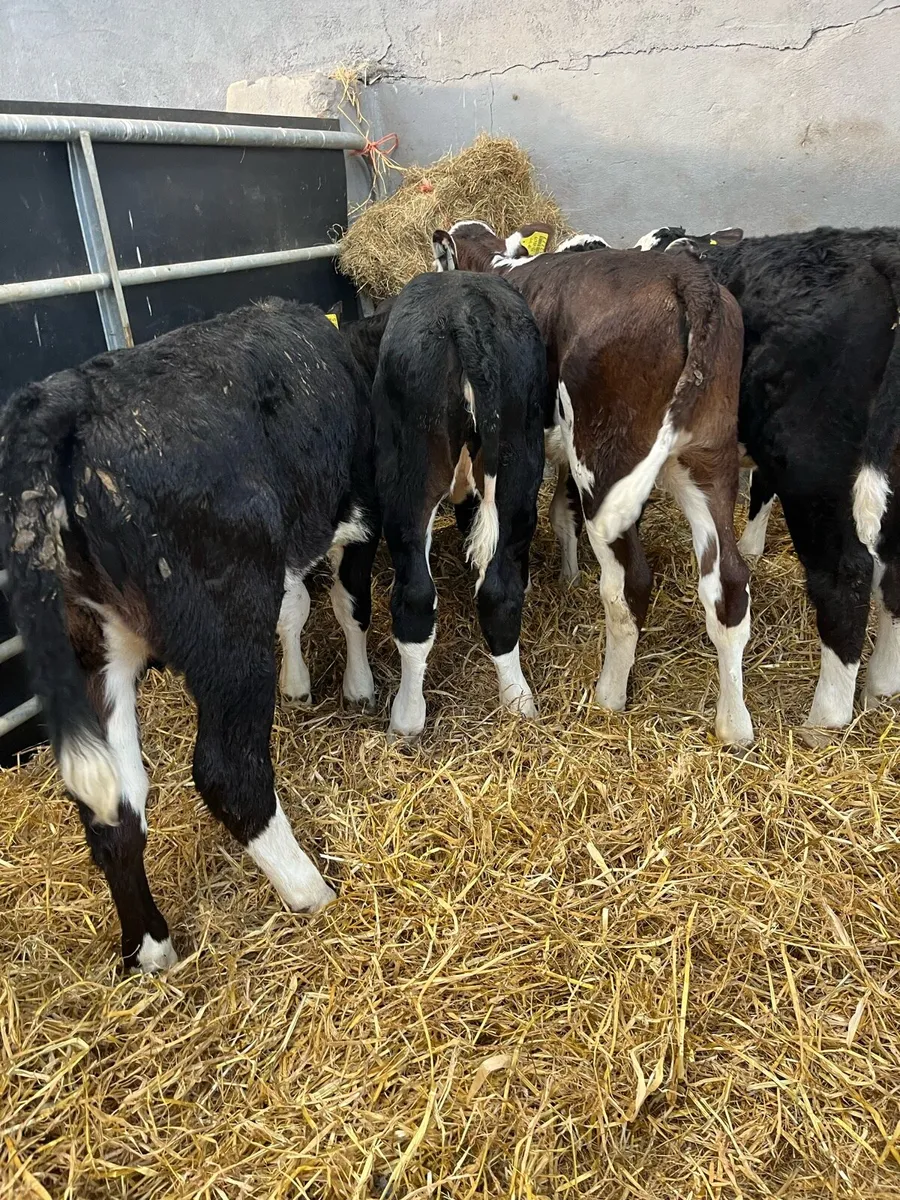 6 WEEK OLD CALVES - Image 4
