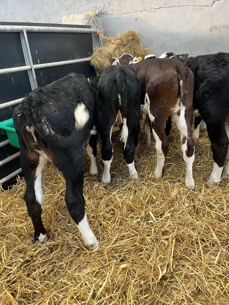 6 WEEK OLD CALVES - Image 2
