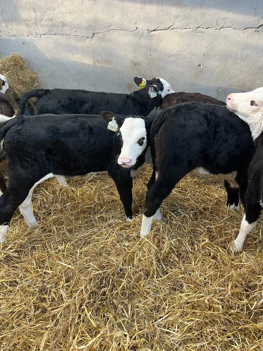 6 WEEK OLD CALVES - Image 3