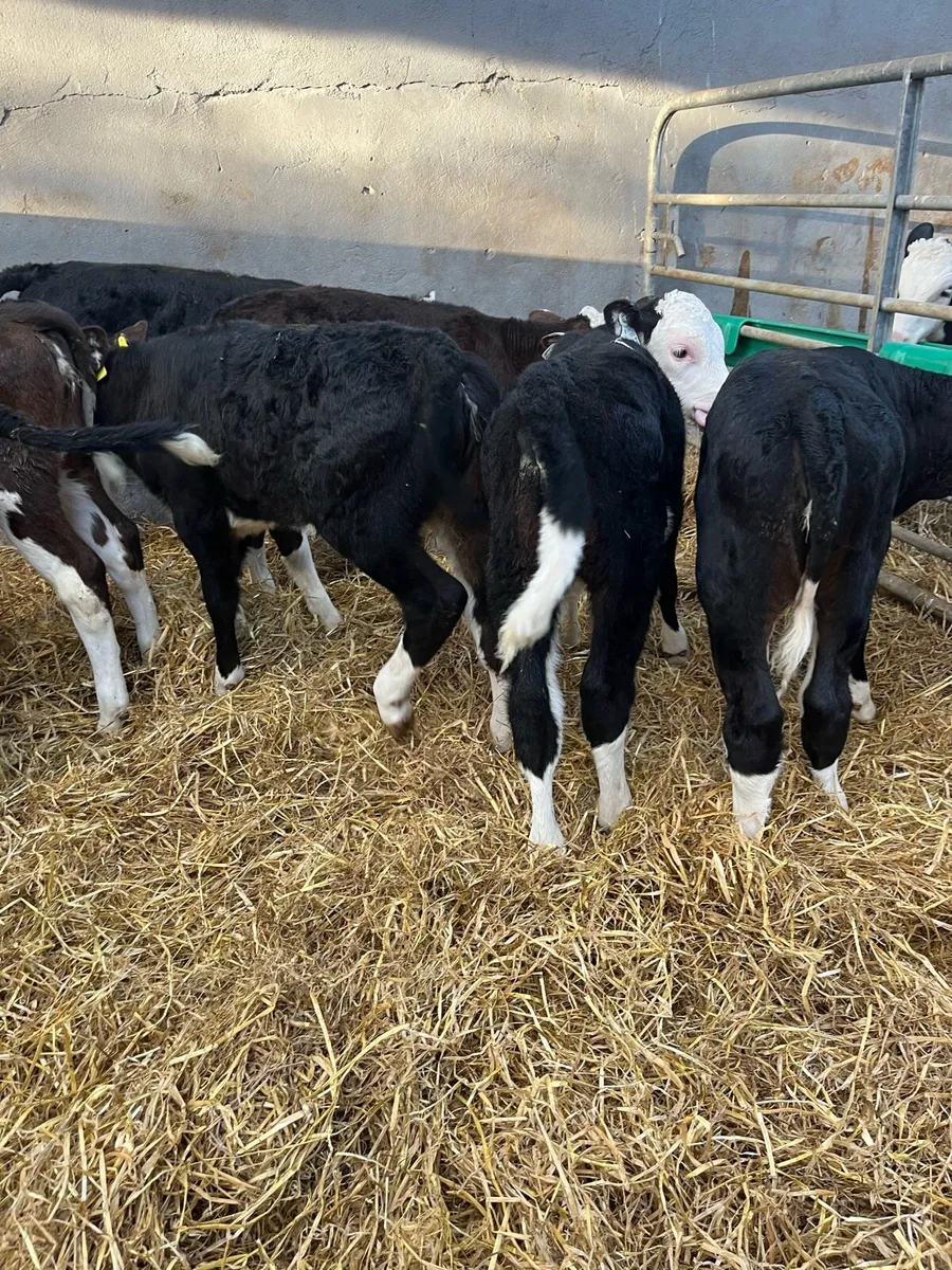 6 WEEK OLD CALVES - Image 4