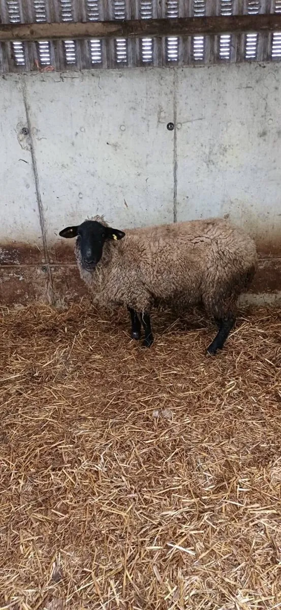 Foster ewe