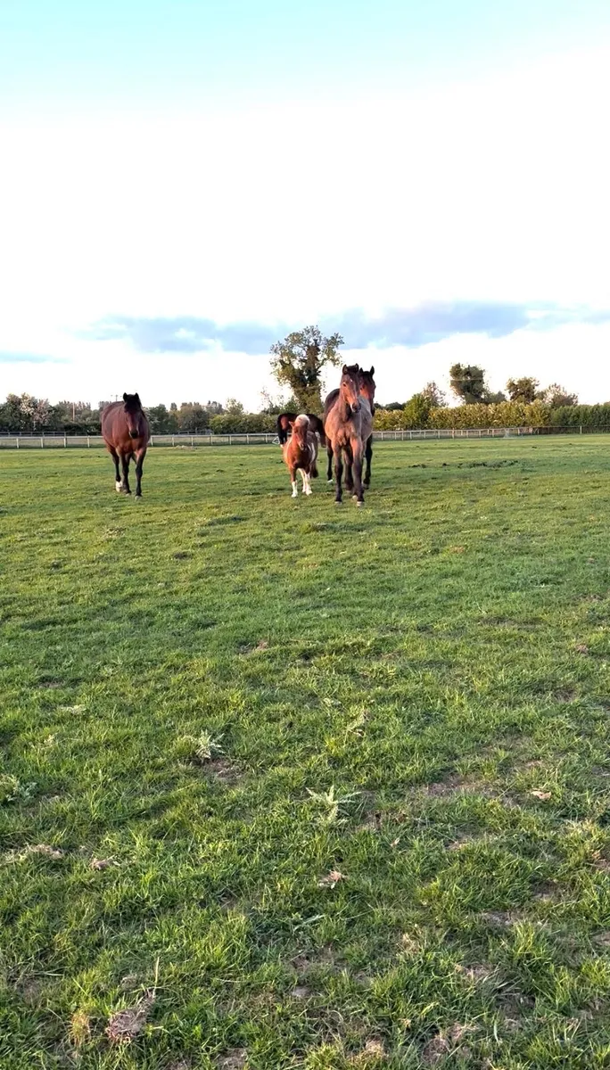 Horse/pony livery