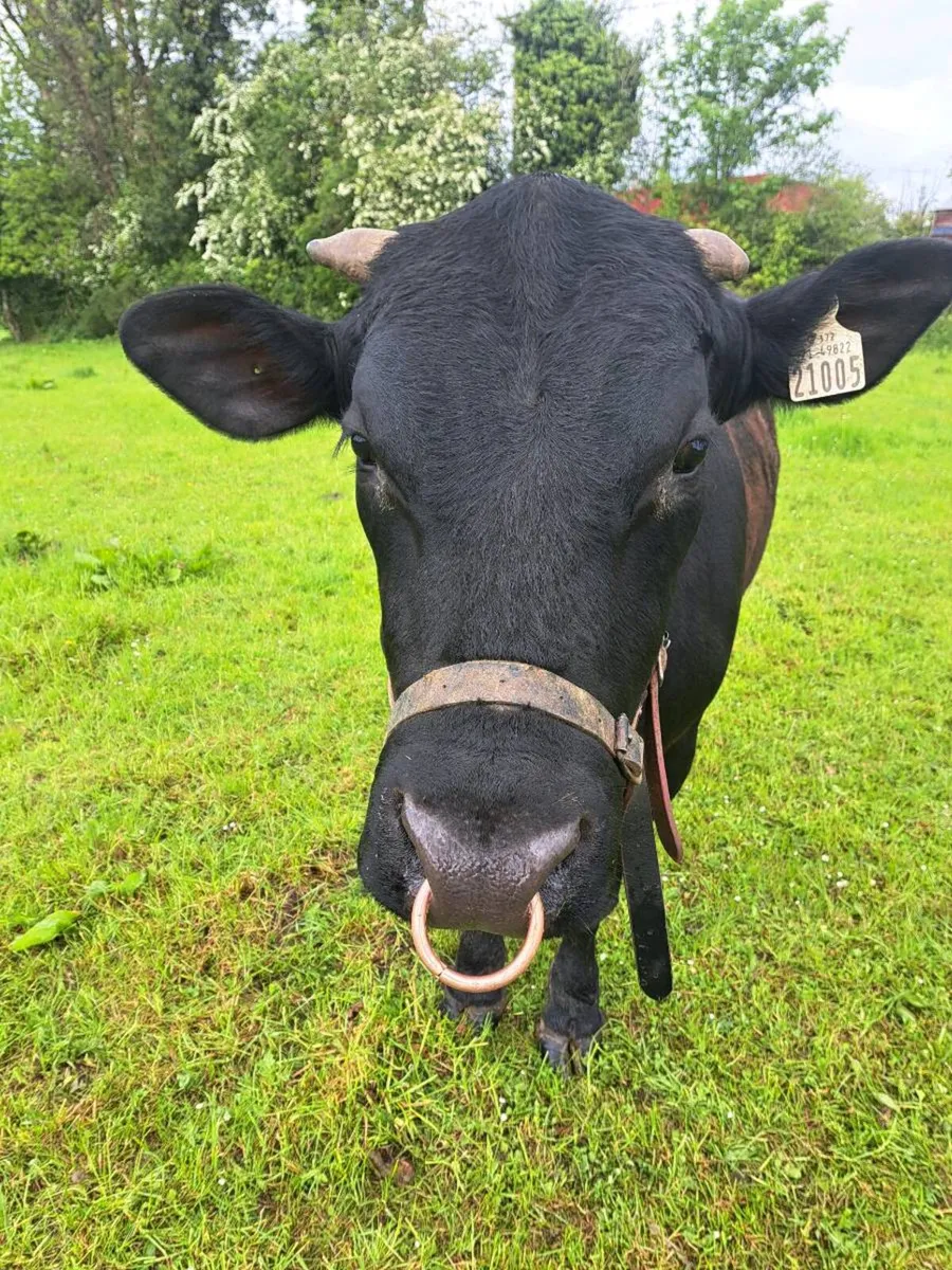 Aa vasectomised  bull - Image 1