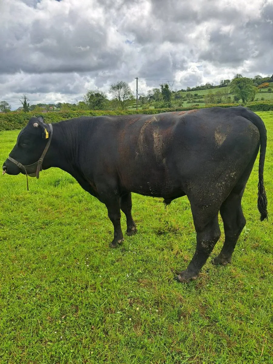 Aa vasectomised  bull - Image 2