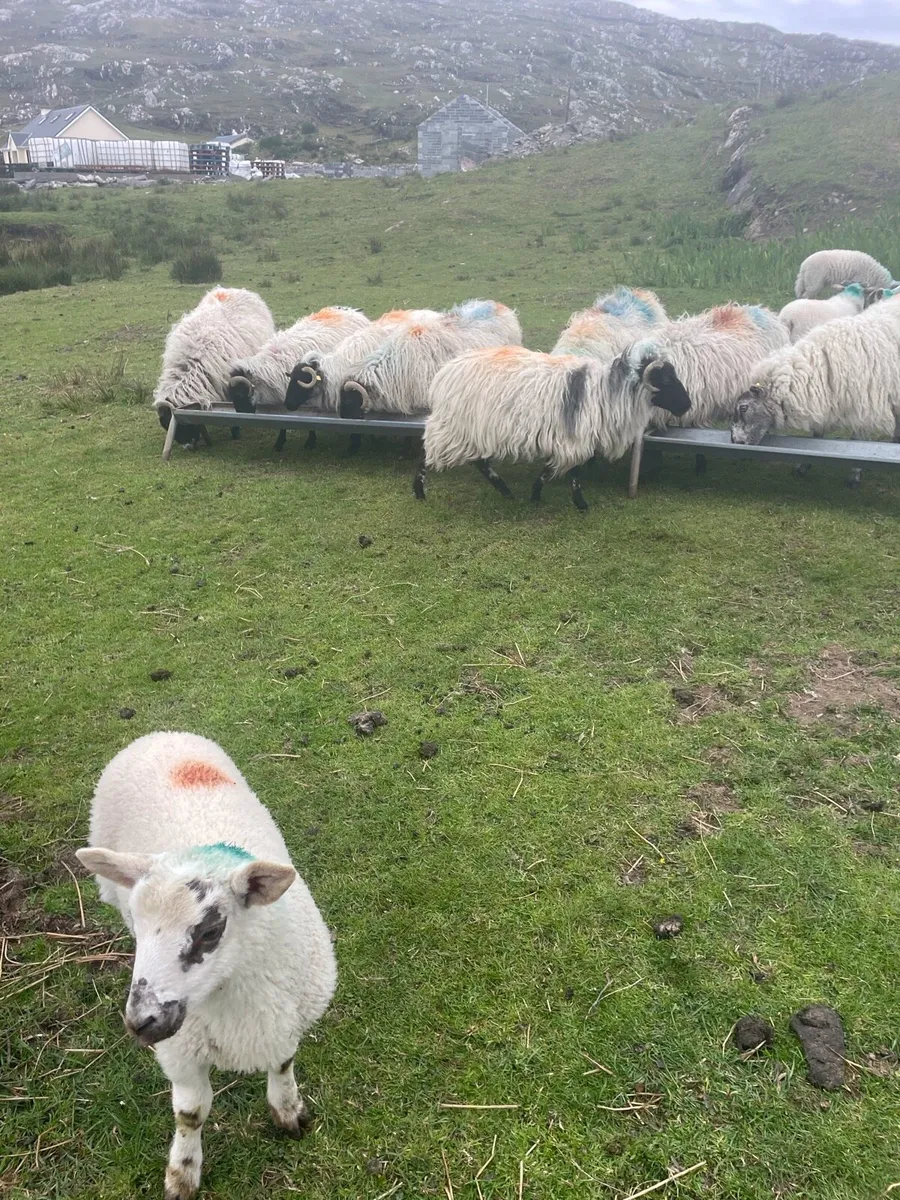 Horny & Cross-Bred Sheep for Sales in Mayo - Image 1