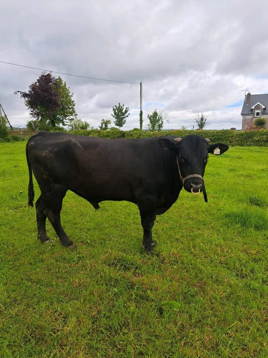 Aa vasectomised  bull - Image 3