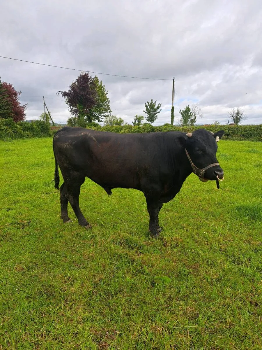 Aa vasectomised  bull - Image 4
