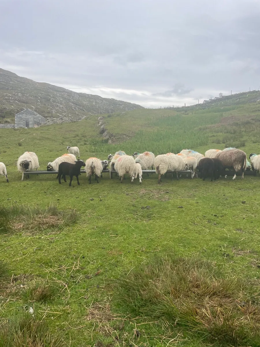 Horny & Cross-Bred Sheep for Sales in Mayo - Image 2