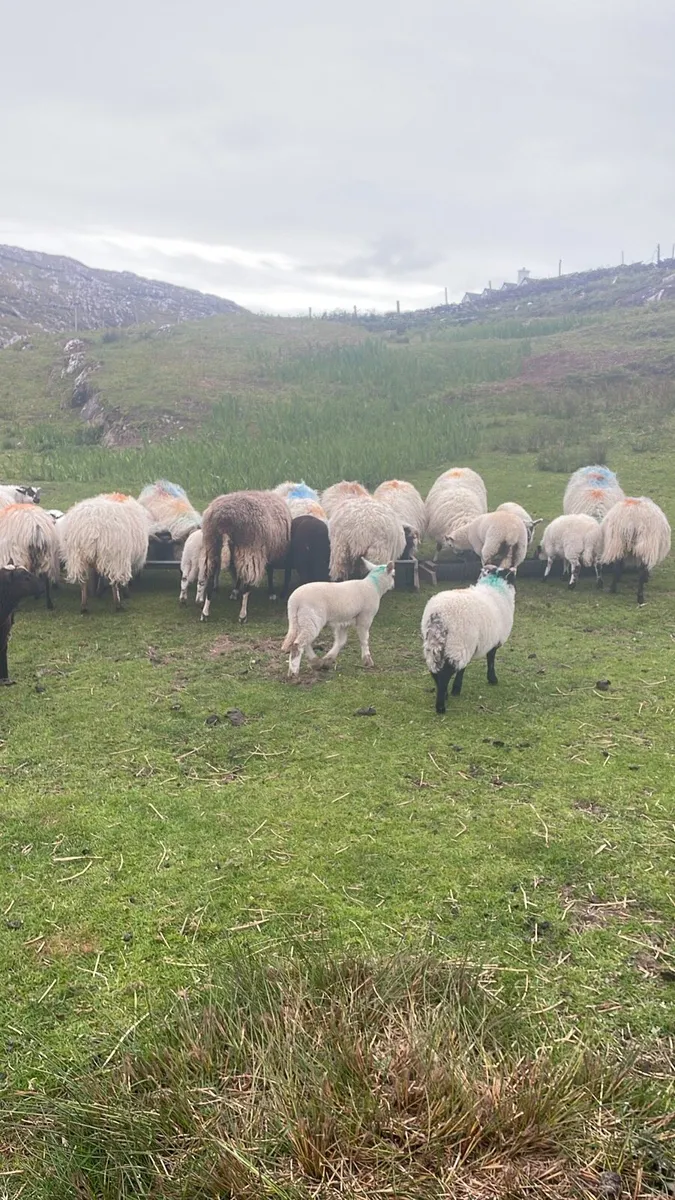 Horny & Cross-Bred Sheep for Sales in Mayo - Image 3