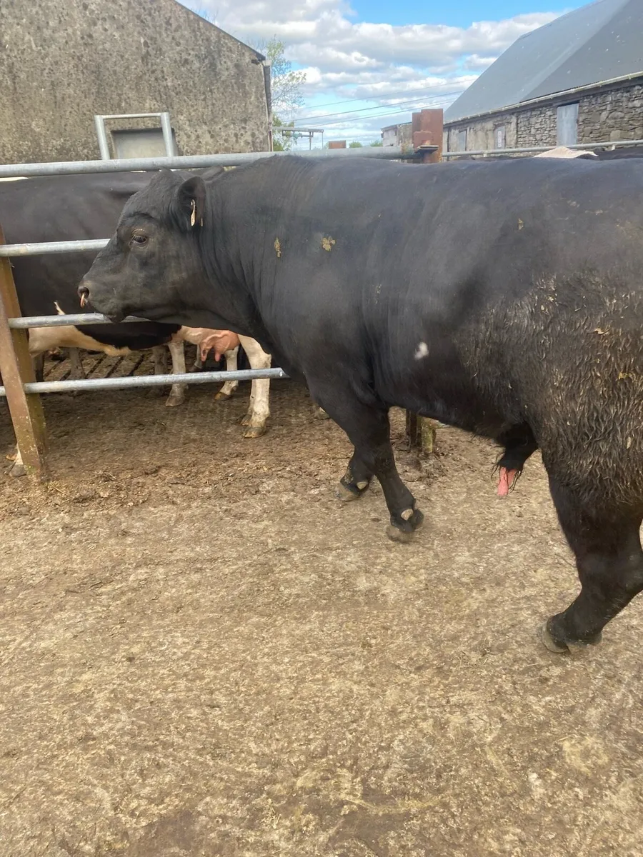 Pedigree Angus Bulls for sale - Image 1
