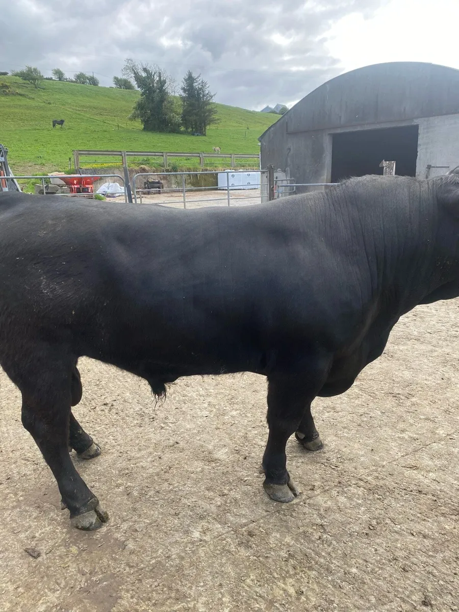 Pedigree Angus Bulls for sale - Image 4