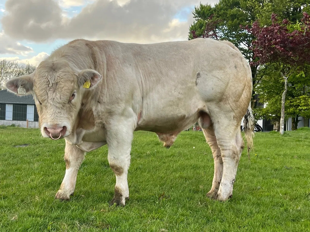 PBR CH Bull 5⭐️ - Image 1