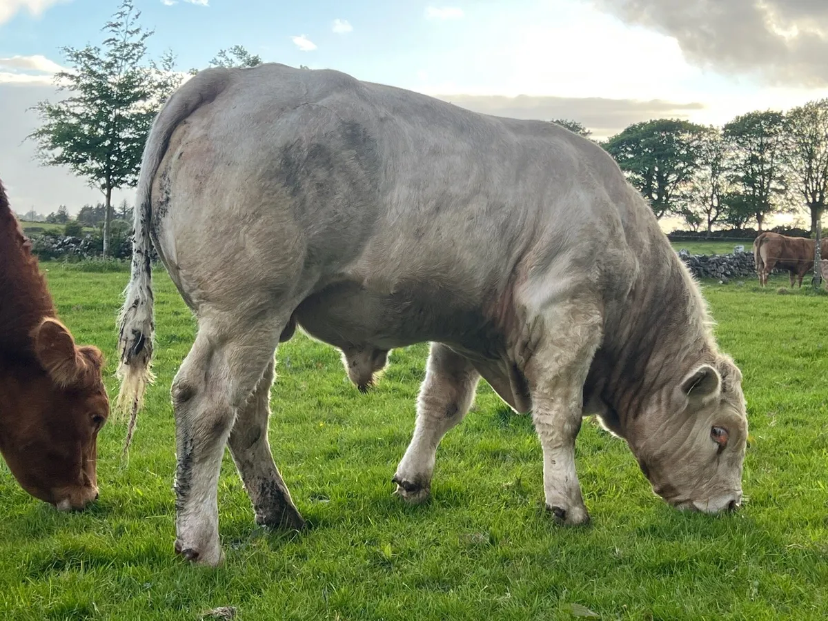 PBR CH Bull 5⭐️ - Image 2