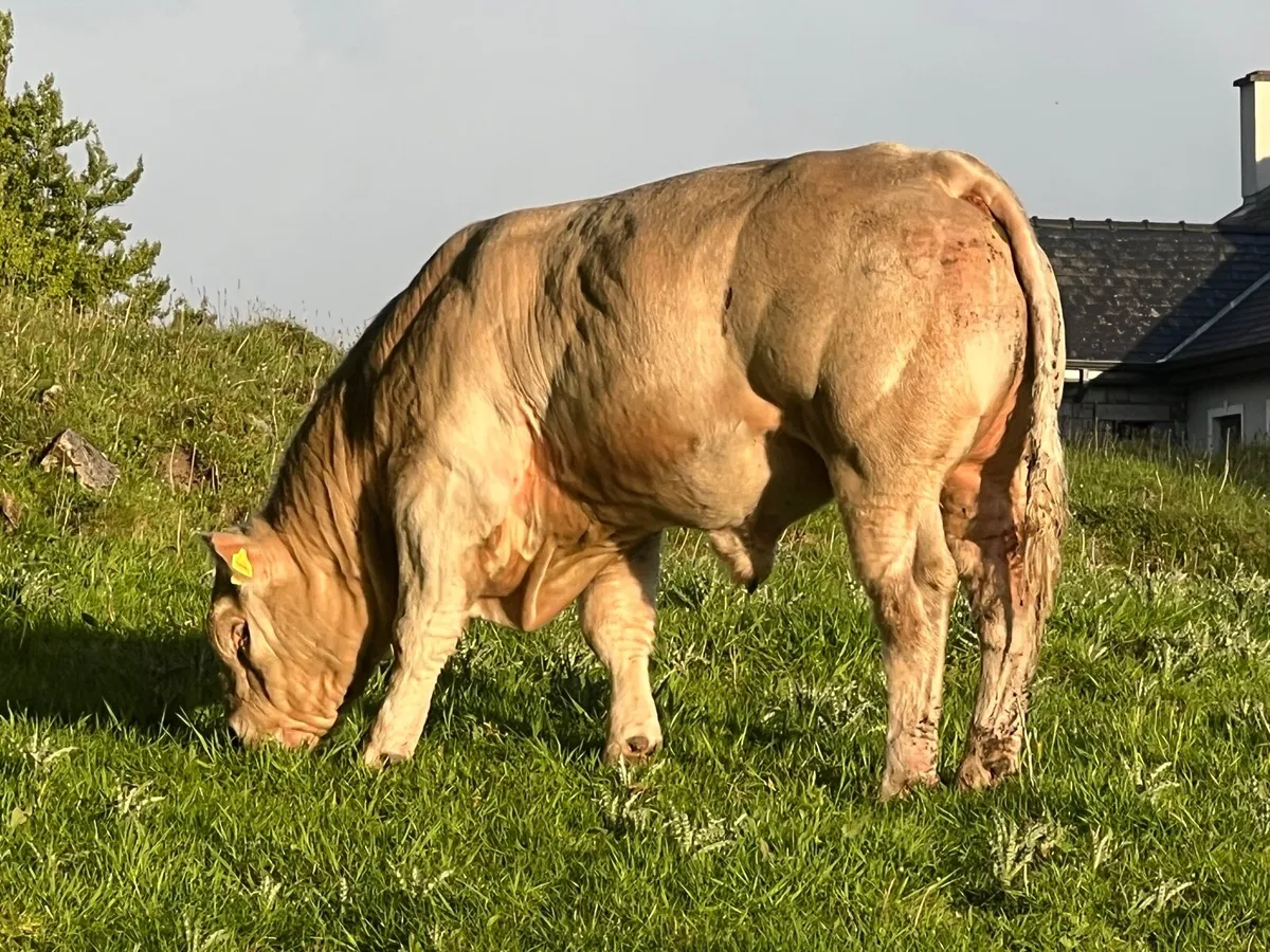 PBR CH Bull 5⭐️ - Image 3