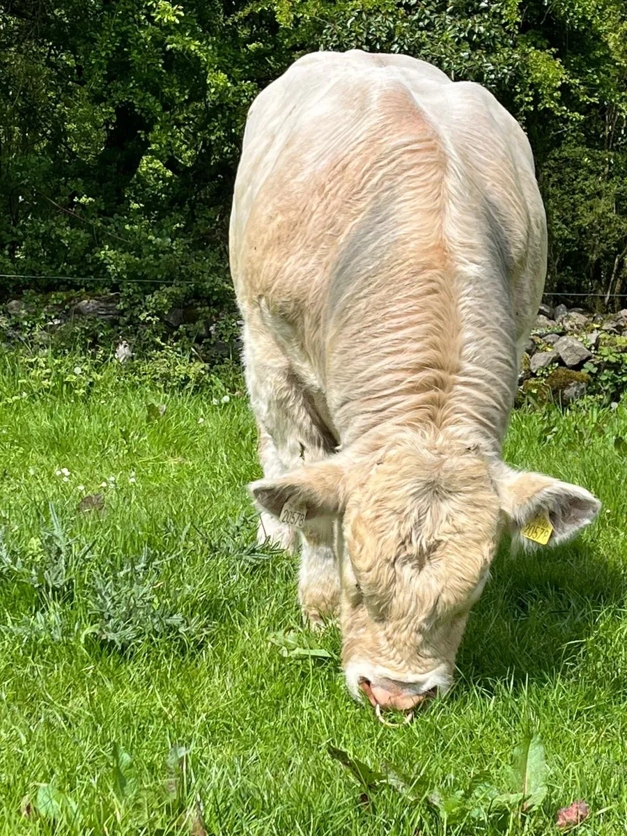 PBR CH Bull 5⭐️ - Image 4