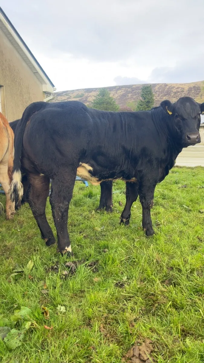 Weanling heifers for Gortatlea Mart E&U grade sale - Image 3