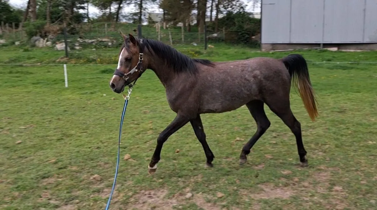 Young Sport Horse - Image 3