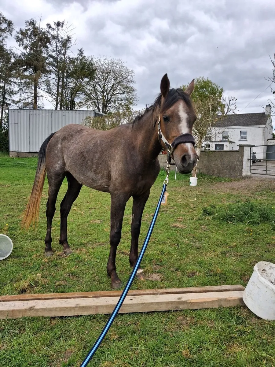 Young Sport Horse - Image 4