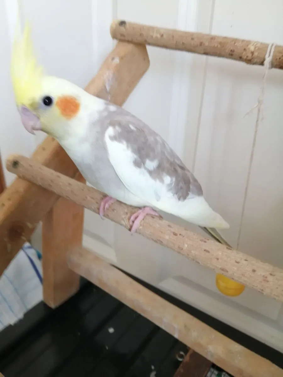 Hand fed domesticated cockatiels - Image 1