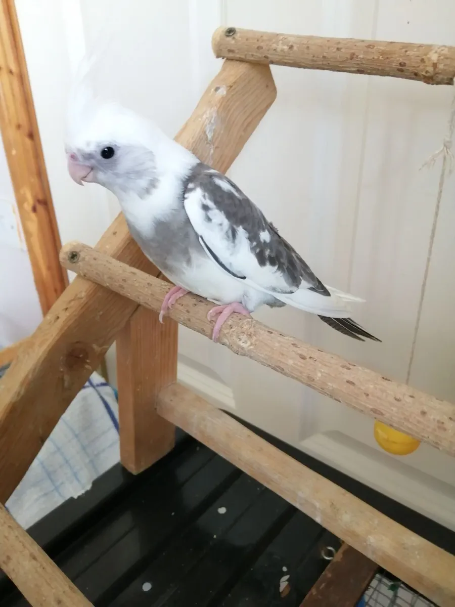 Hand fed domesticated cockatiels - Image 3