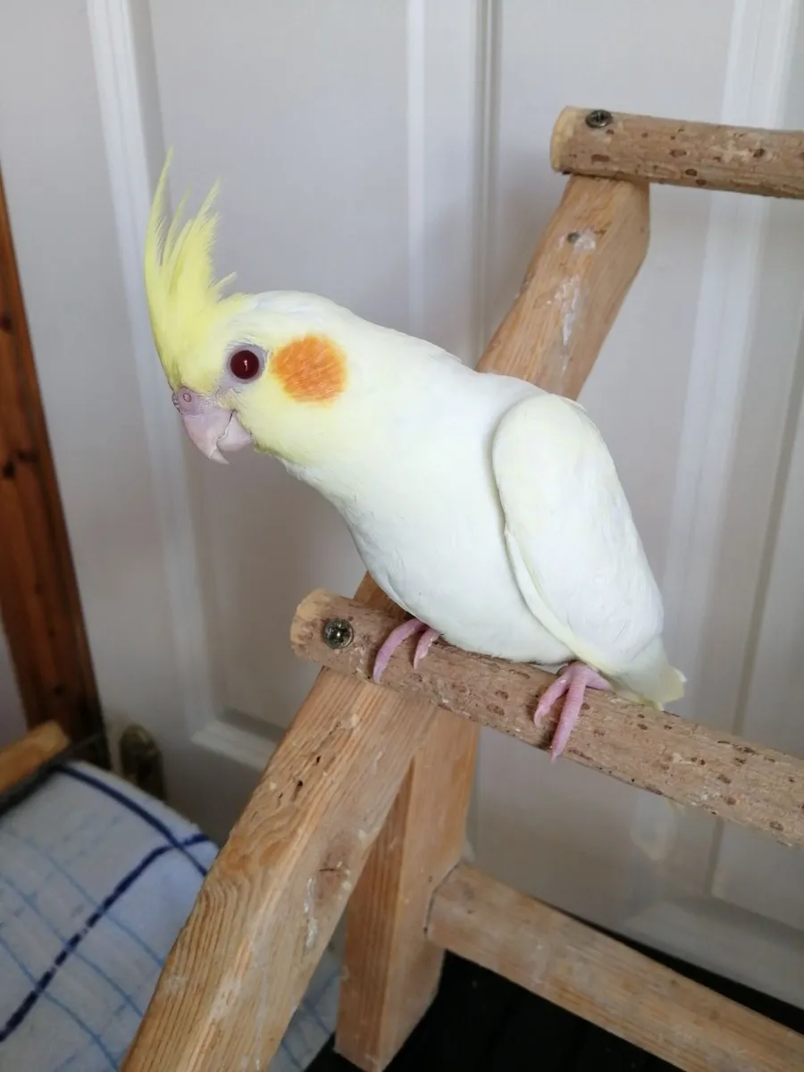 Hand fed domesticated cockatiels - Image 2