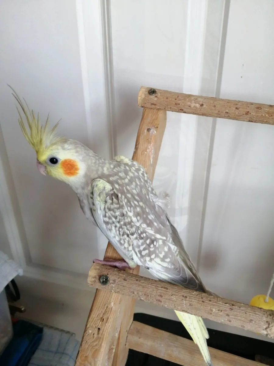 Hand fed domesticated cockatiels - Image 4