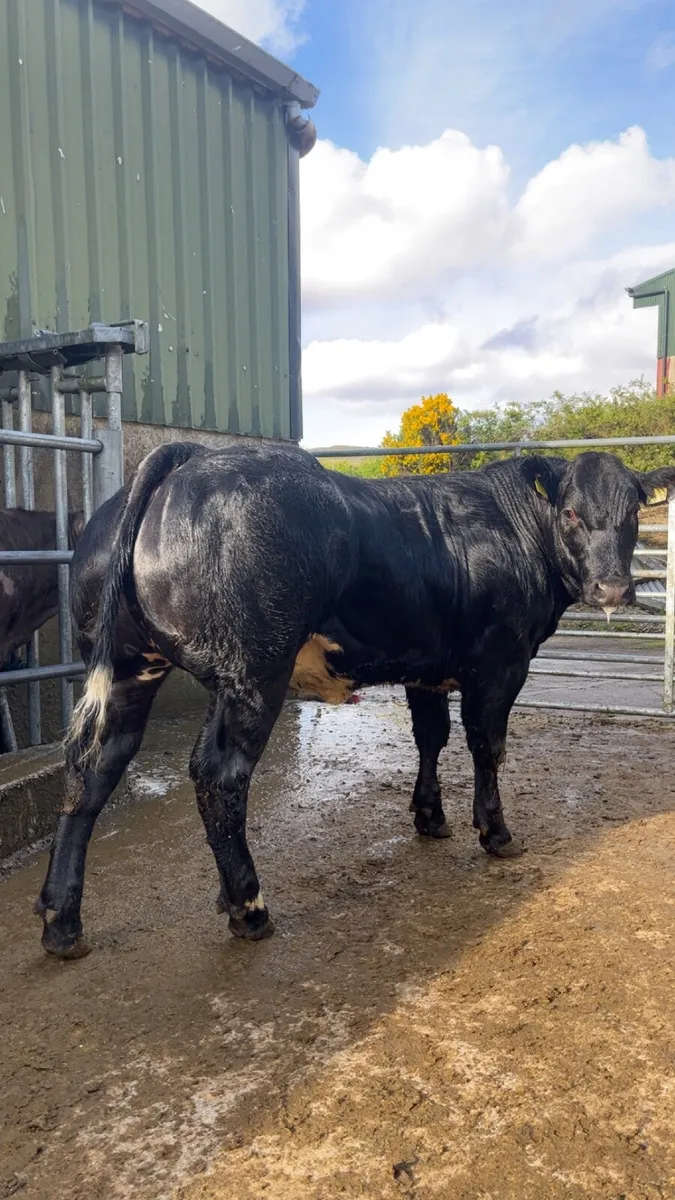 Weanling heifers for Gortatlea Mart E&U grade sale - Image 1