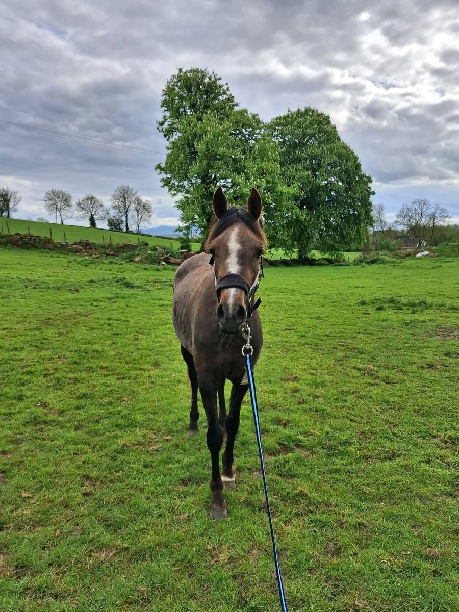Young Sport Horse - Image 1