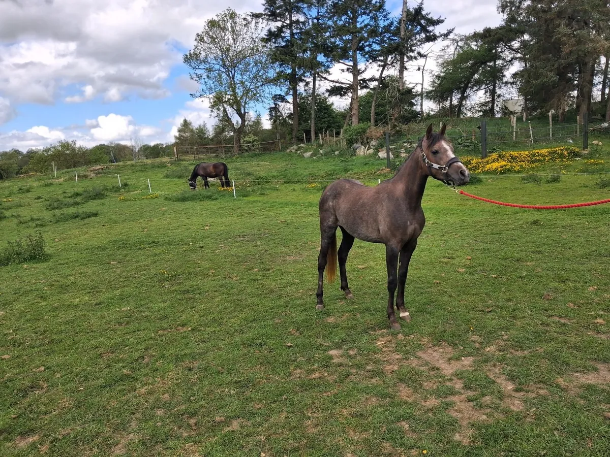 Young Sport Horse - Image 2