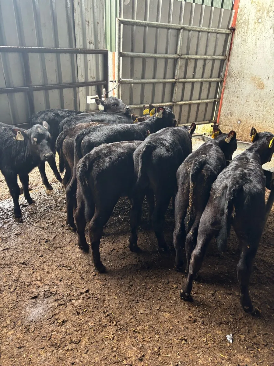REARED ANGUS HEIFERS - Image 4