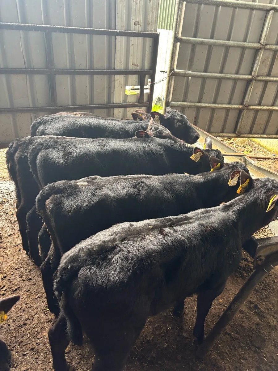 REARED ANGUS HEIFERS - Image 1