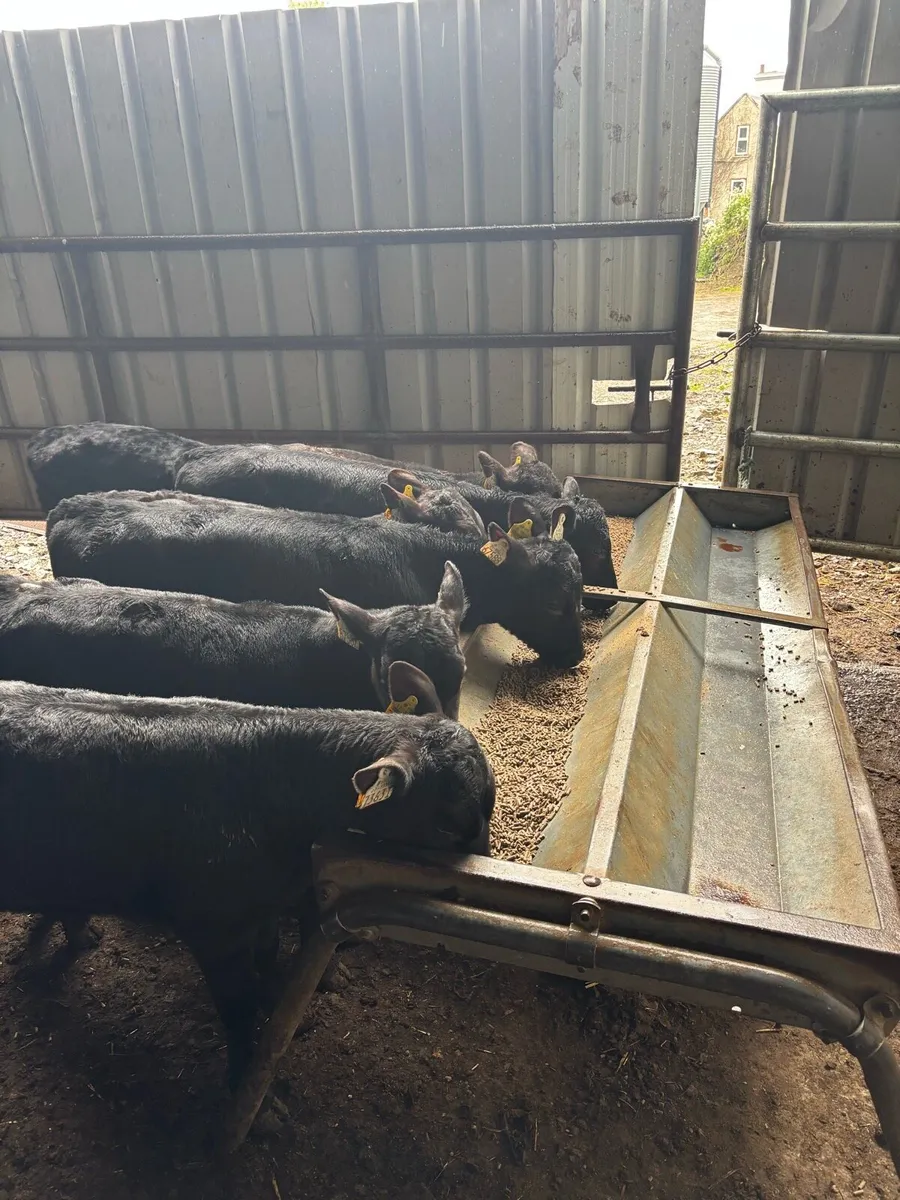 REARED ANGUS HEIFERS - Image 2