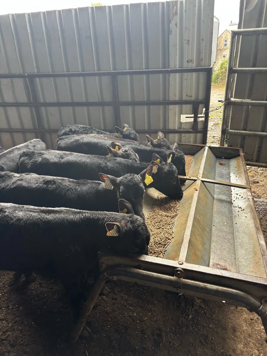 REARED ANGUS HEIFERS - Image 3
