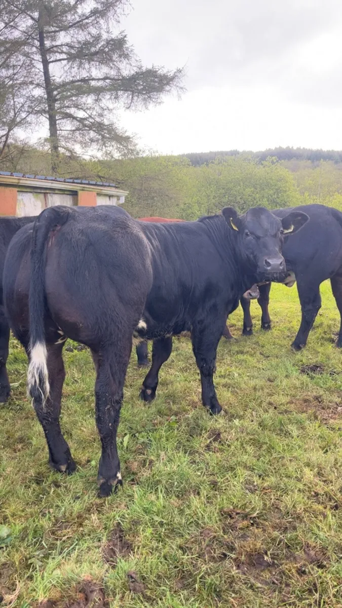 Weanling heifers for Gortatlea Mart E&U grade sale - Image 2