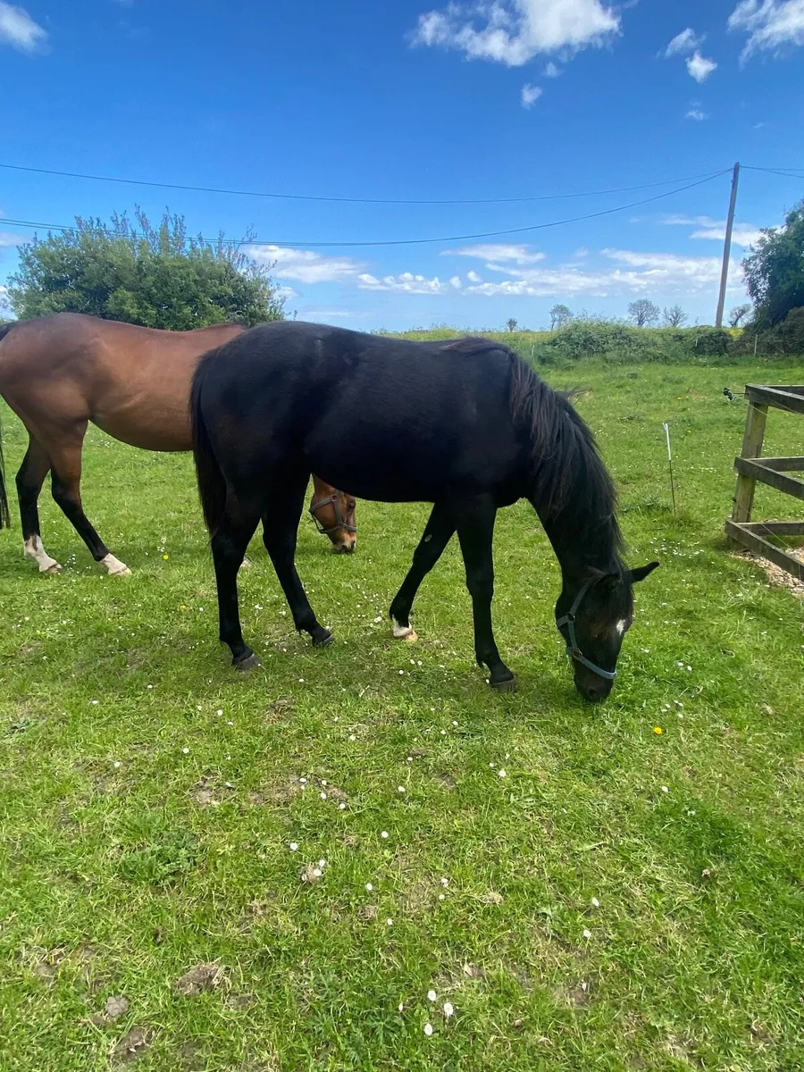 Stylish Irish Sport Horse Yearling Filly - Image 3