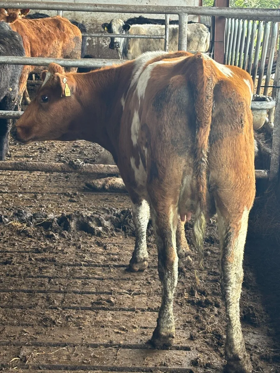 🔥 🔥 CHEAP INCALF HEIFER 🔥🔥 - Image 1