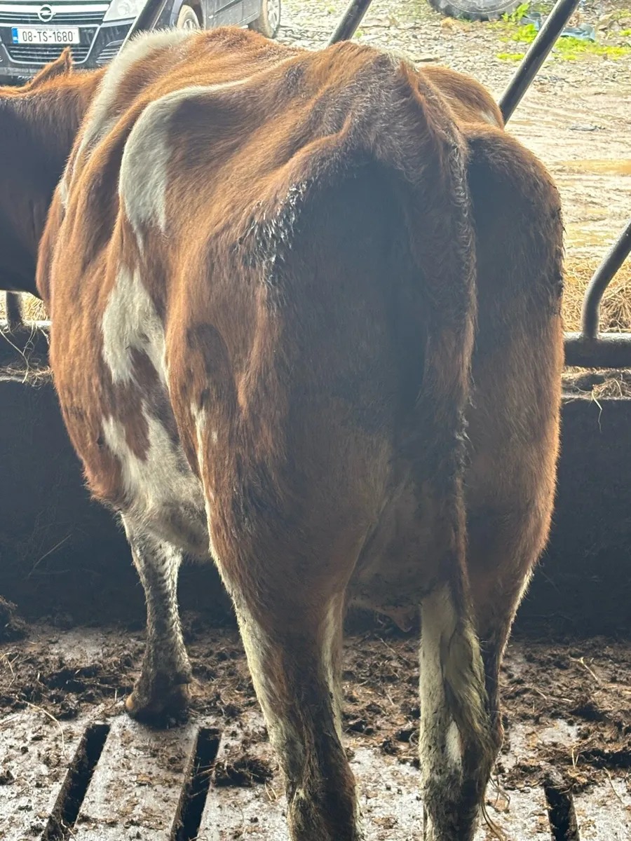 🔥 🔥 CHEAP INCALF HEIFER 🔥🔥 - Image 2