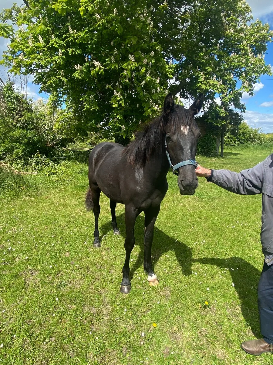 Stylish Irish Sport Horse Yearling Filly - Image 4