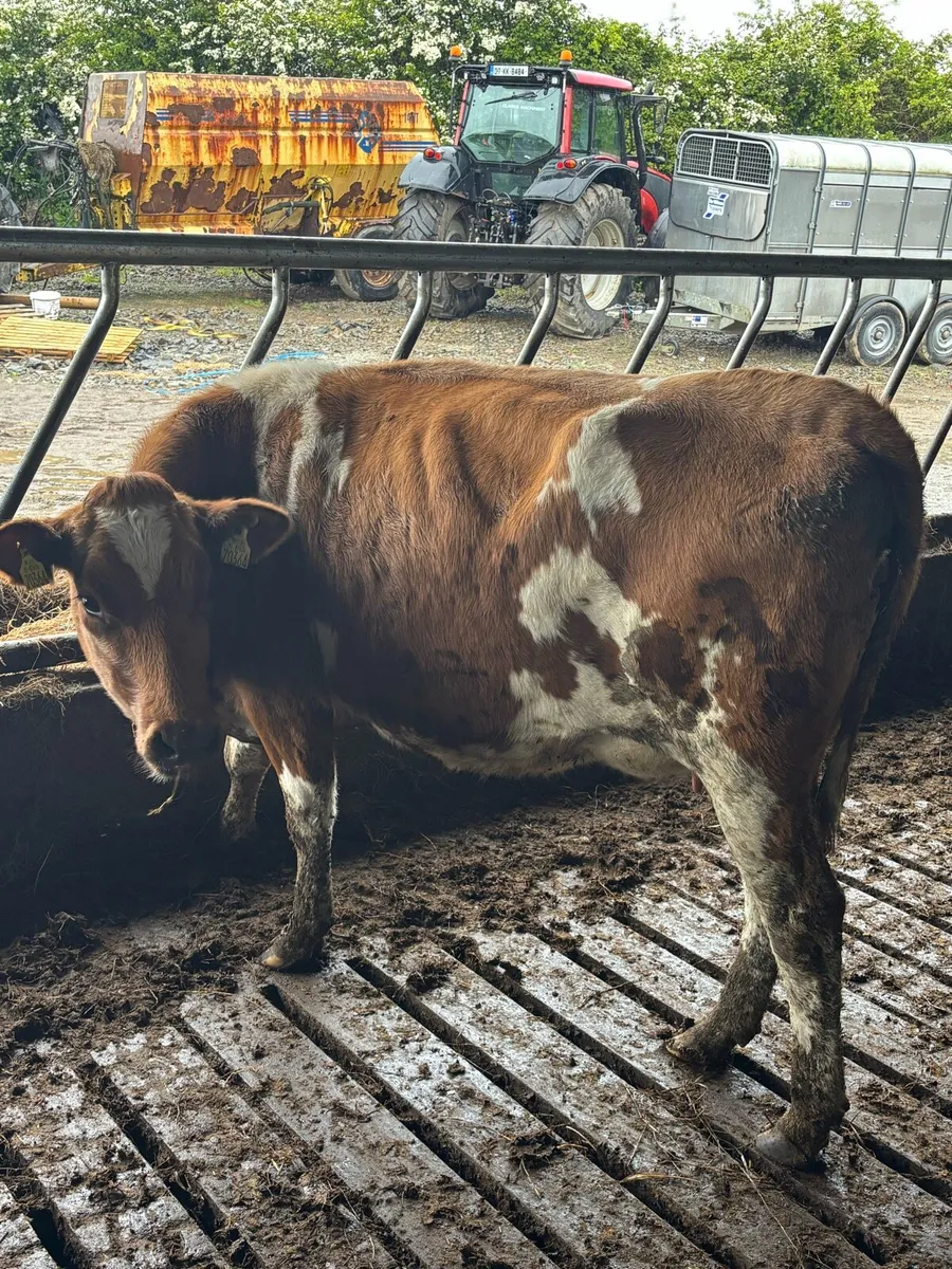🔥 🔥 CHEAP INCALF HEIFER 🔥🔥 - Image 3