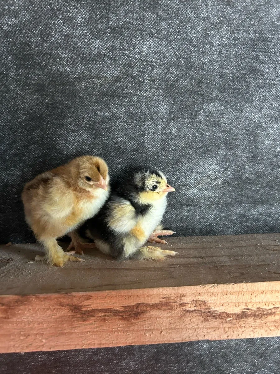 purebred brahma day olds - Image 1