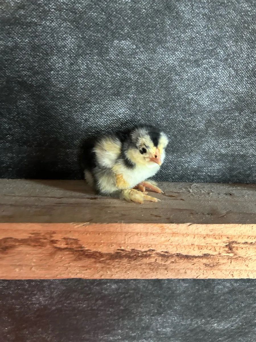 purebred brahma day olds - Image 3