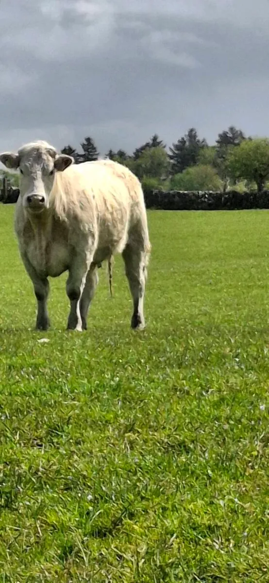 CHAROLAIS HEIFERS - Image 4