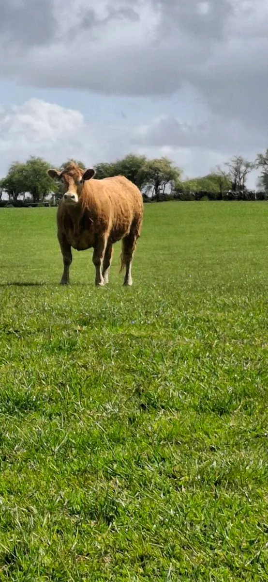 CHAROLAIS HEIFERS - Image 2