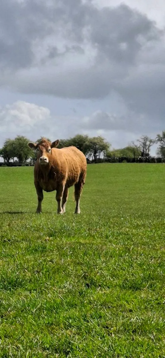 CHAROLAIS HEIFERS - Image 1