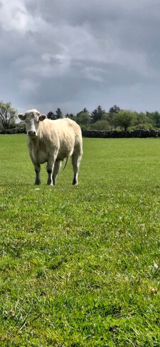 CHAROLAIS HEIFERS - Image 3