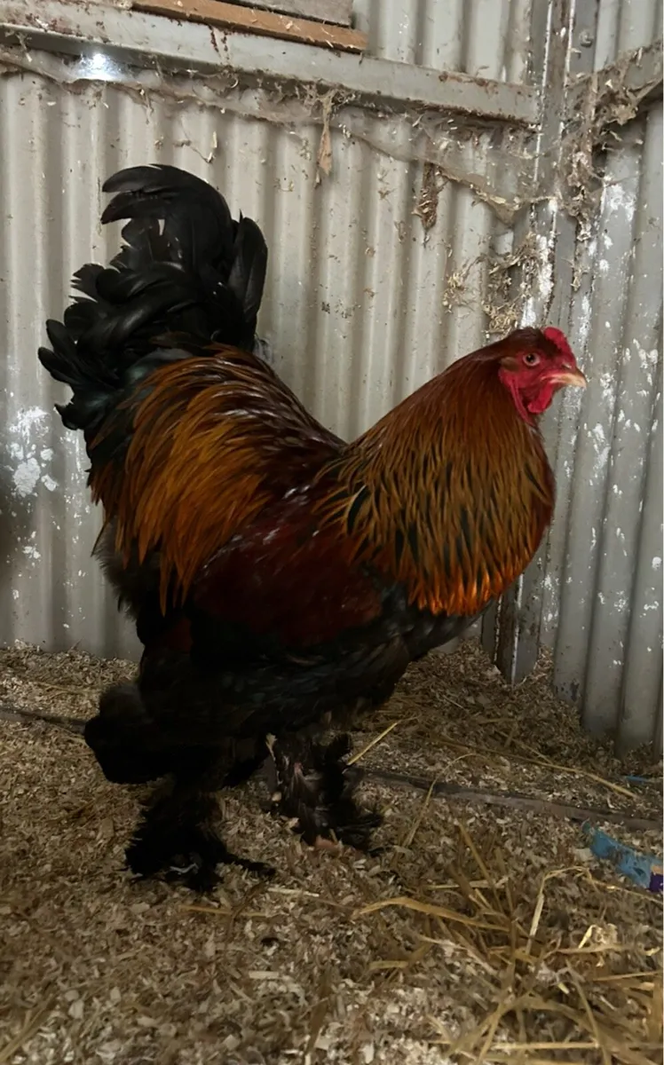 purebred brahma day olds - Image 4