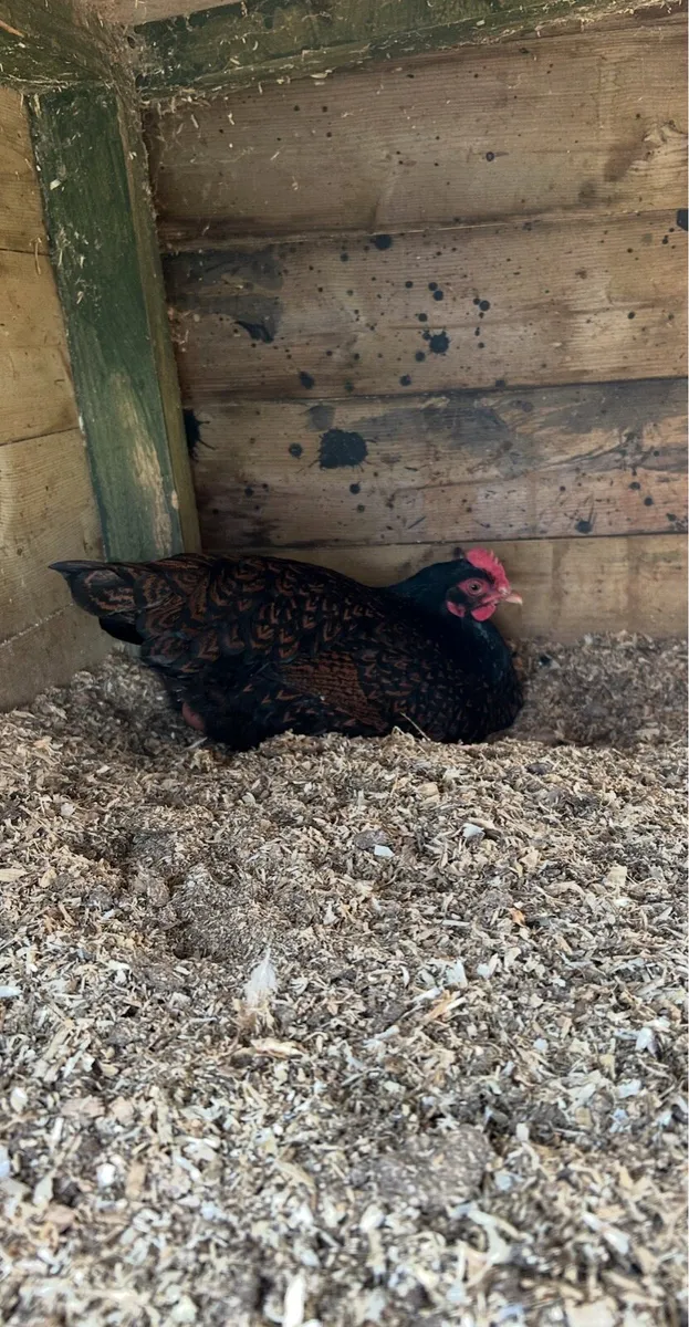 hatching eggs - Image 1