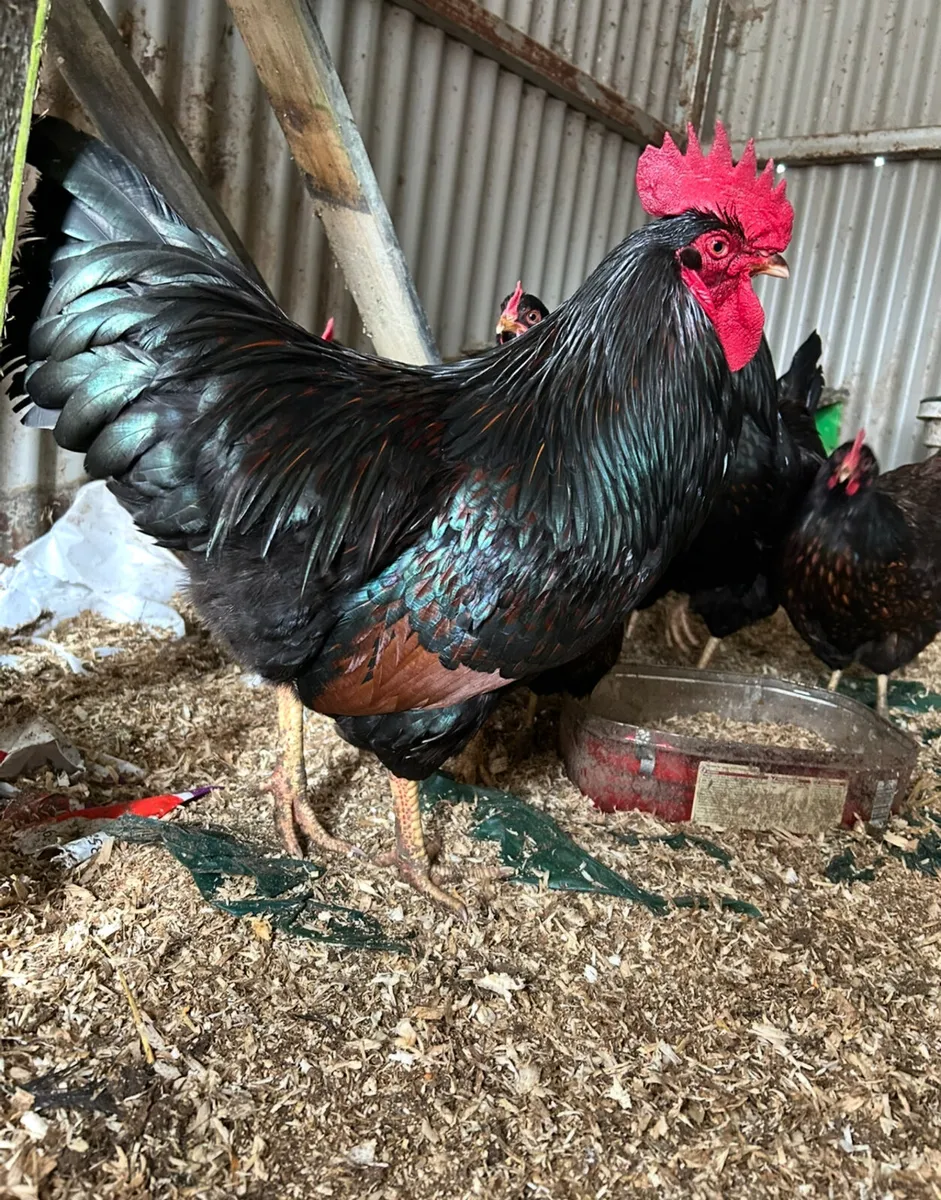hatching eggs - Image 2