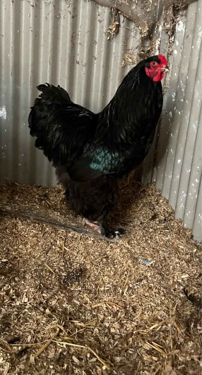 hatching eggs - Image 3